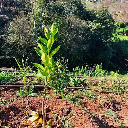 Farmház Quinta Vista O Pico