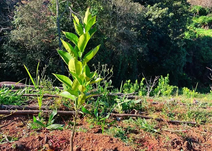Bauernhof Quinta Vista O Pico