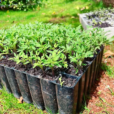 Feriegård Quinta Vista O Pico