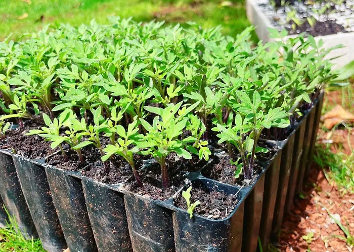 Gospodarstwo agroturystyczne Quinta Vista O Pico